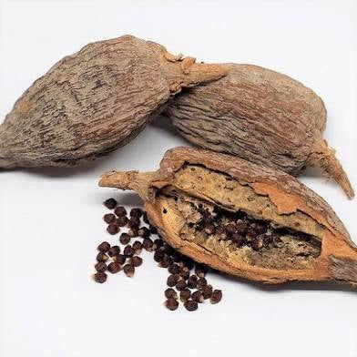 Alligator Pepper – A Seed of Power, Tradition & Healing