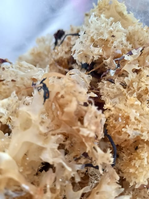 Irish Sea Moss (Chondrus crispus)